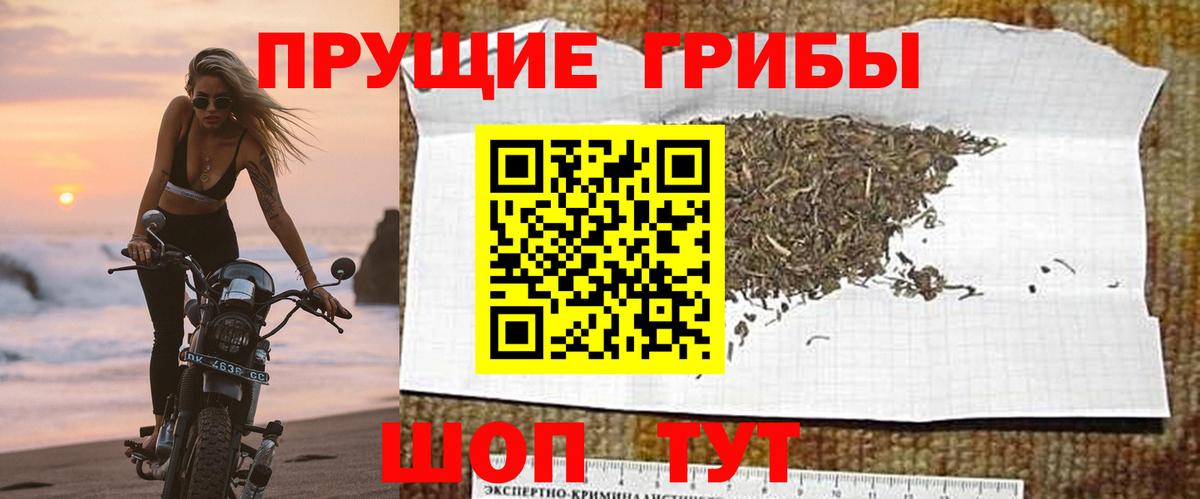 Псилоцибиновые грибы Psilocybe Губаха